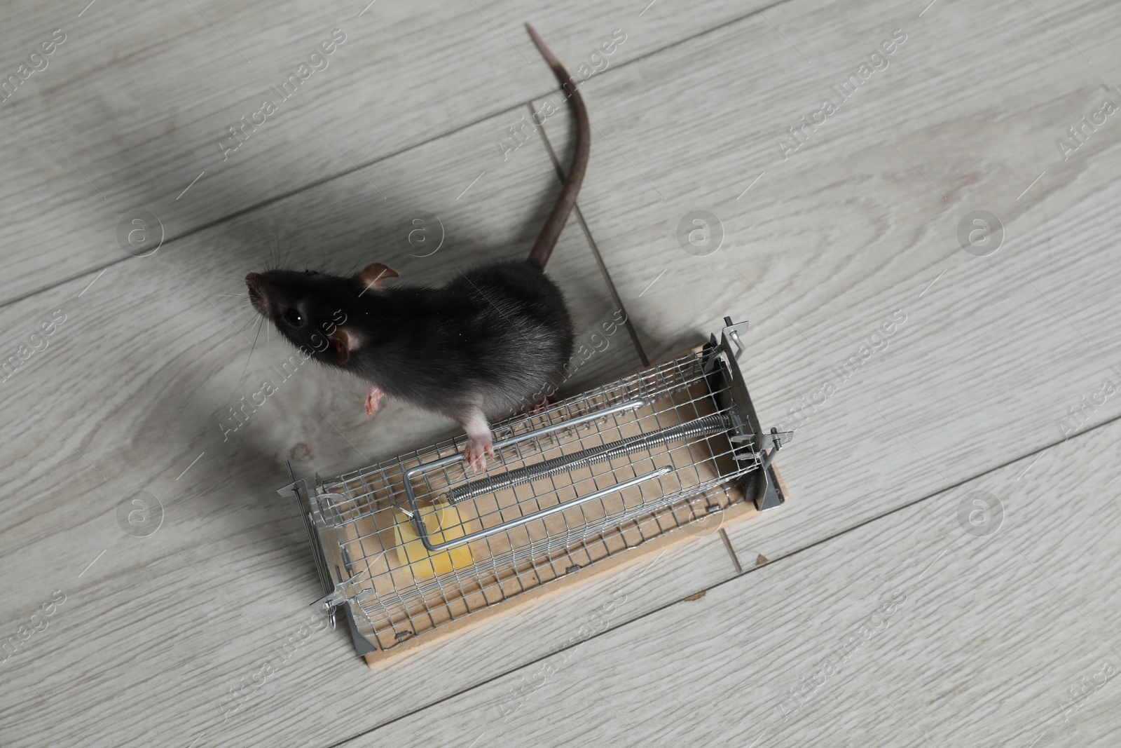 Photo of Rat and metal mouse trap with bait on floor, top view