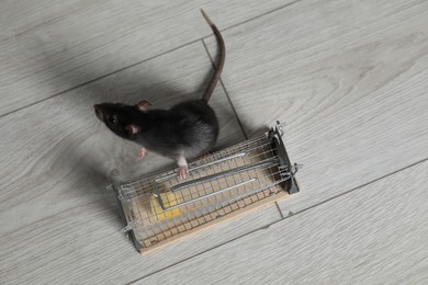 Photo of Rat and metal mouse trap with bait on floor, top view