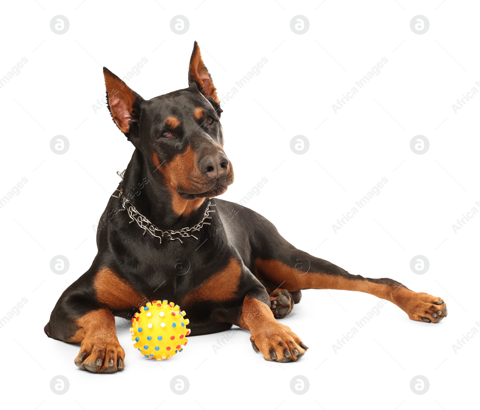 Adorable Doberman with toy on white background. Domestic pet Photo of Adorable Doberman with toy on white background. Domestic pet
