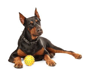 Photo of Adorable Doberman with toy on white background. Domestic pet