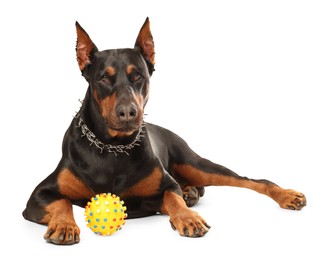 Photo of Adorable Doberman with toy on white background. Domestic pet