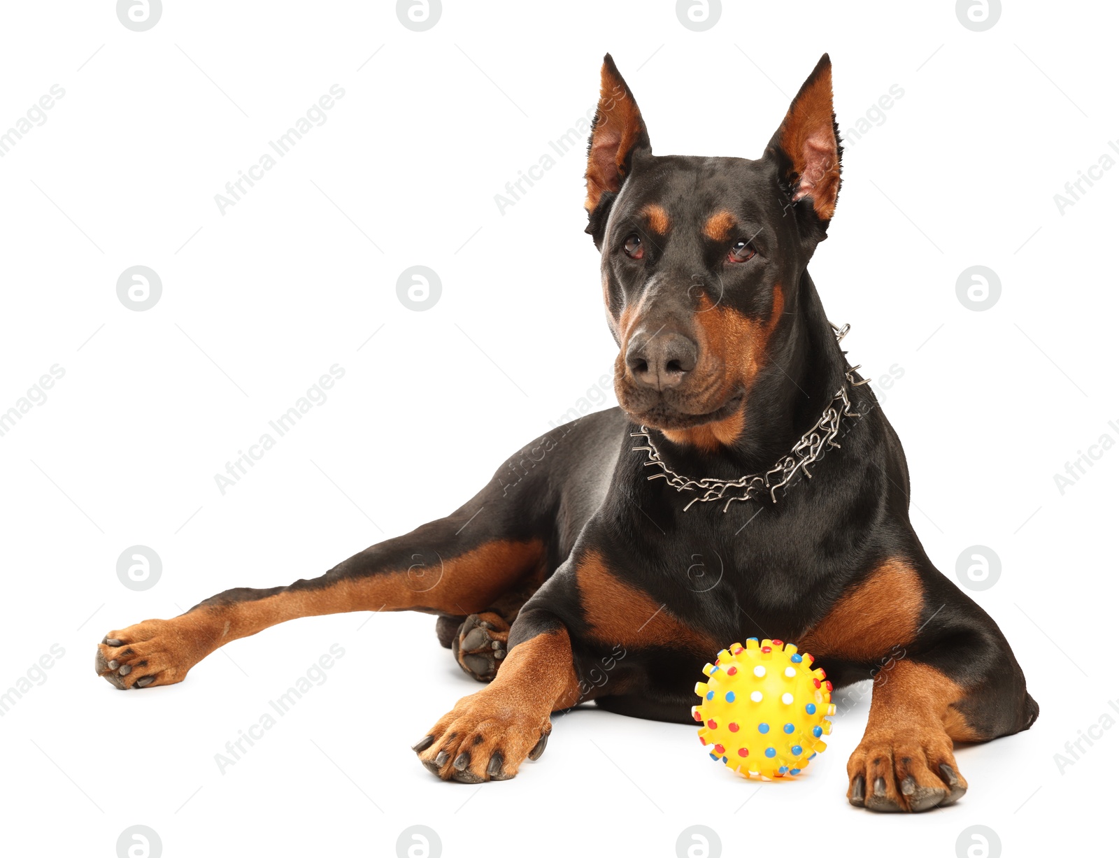 Adorable Doberman with toy on white background. Domestic pet Photo of Adorable Doberman with toy on white background. Domestic pet
