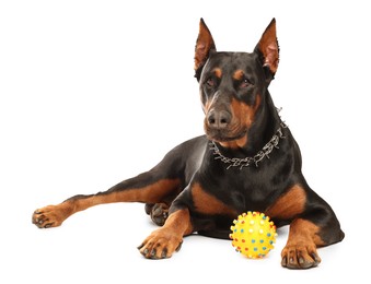 Photo of Adorable Doberman with toy on white background. Domestic pet