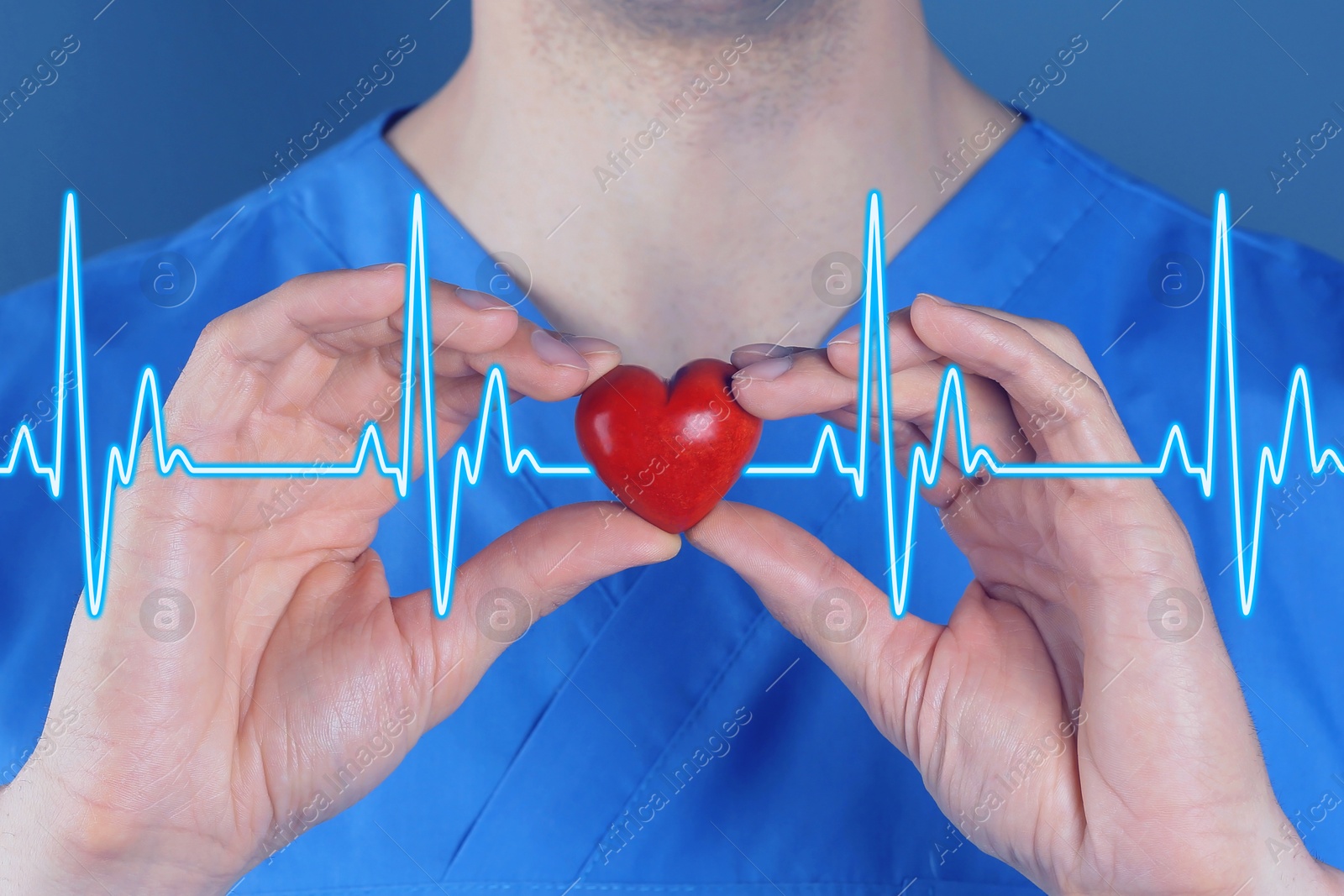 Image of Cardiology. Doctor holding red decorative heart on color background, closeup. Blue heartbeat line