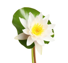 Photo of Beautiful blooming lotus flower with green leaf isolated on white