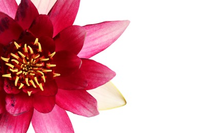 Photo of Beautiful blooming pink lotus flower on white background, closeup