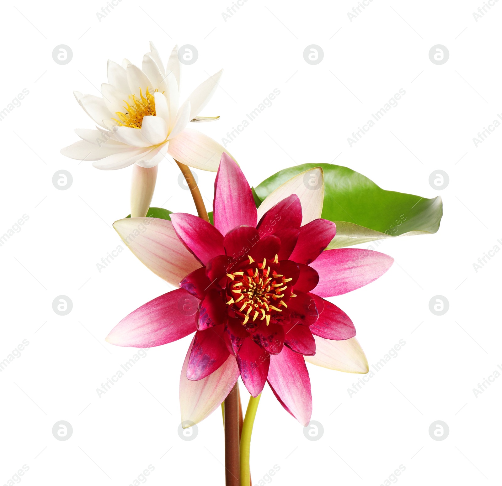 Photo of Beautiful blooming lotus flowers with green leaf isolated on white