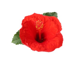 Photo of Beautiful red hibiscus flower and green leaves isolated on white