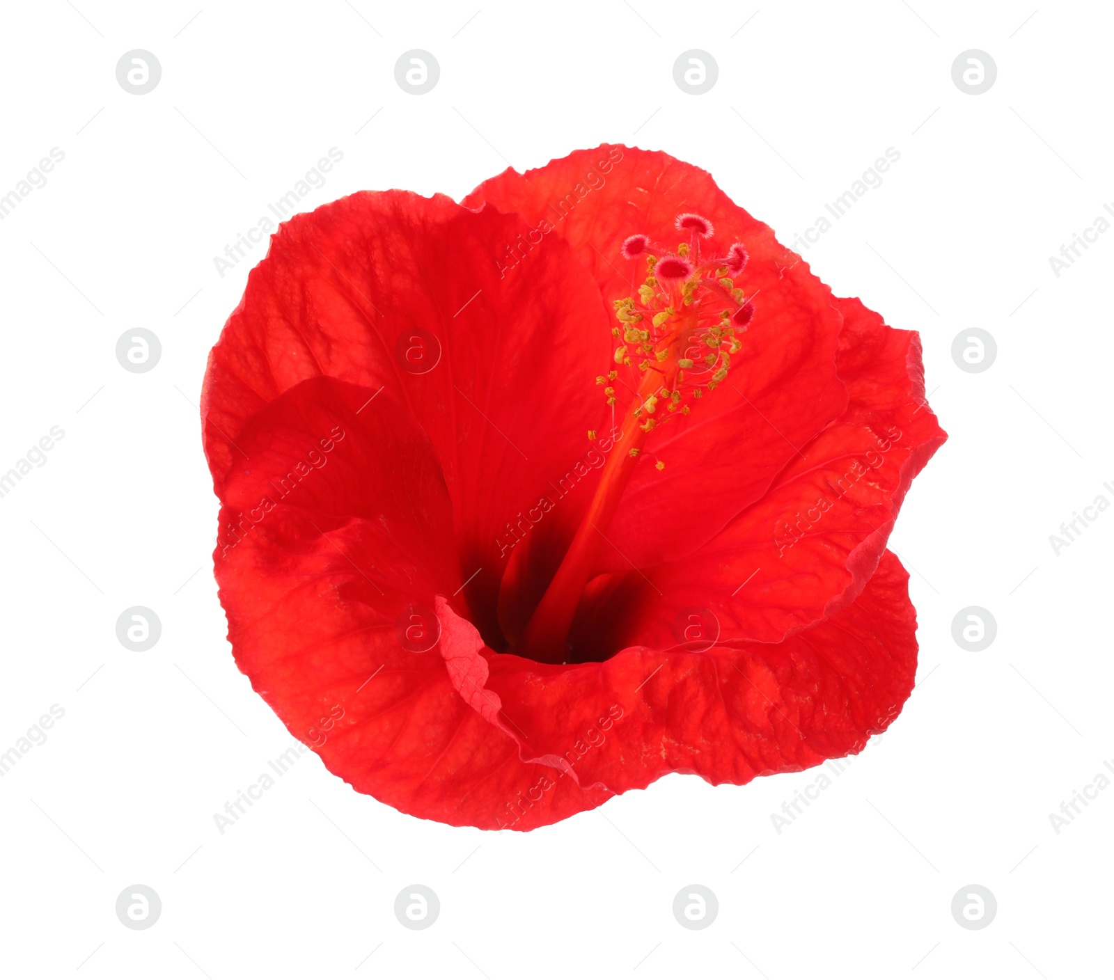 Photo of Beautiful red hibiscus flower isolated on white