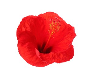 Photo of Beautiful red hibiscus flower isolated on white