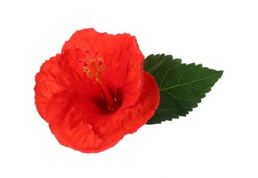 Photo of Beautiful red hibiscus flower and green leaf isolated on white