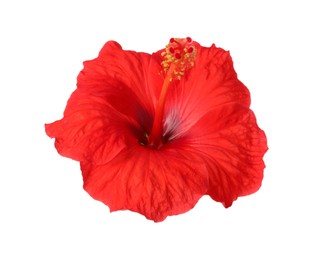 Photo of Beautiful red hibiscus flower isolated on white