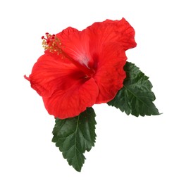 Photo of Beautiful red hibiscus flower with green leaves isolated on white