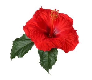 Photo of Beautiful red hibiscus flower with green leaves isolated on white