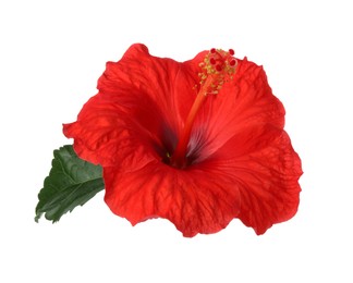 Photo of Beautiful red hibiscus flower with green leaf isolated on white