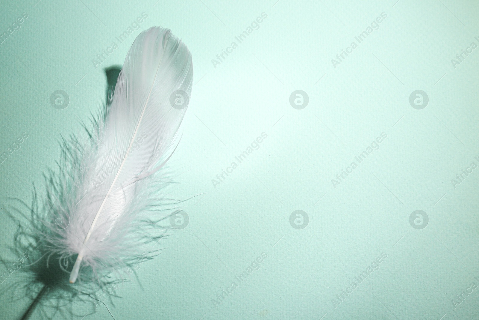 Photo of Fluffy white feather on light turquoise background, top view. Space for text