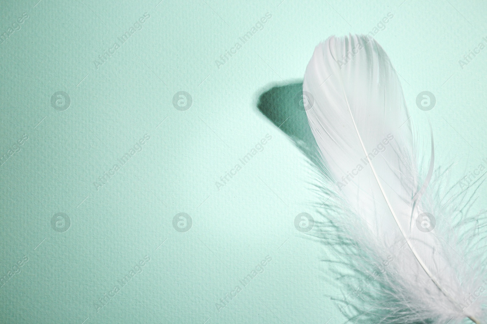 Photo of Fluffy white feather on light turquoise background, top view. Space for text