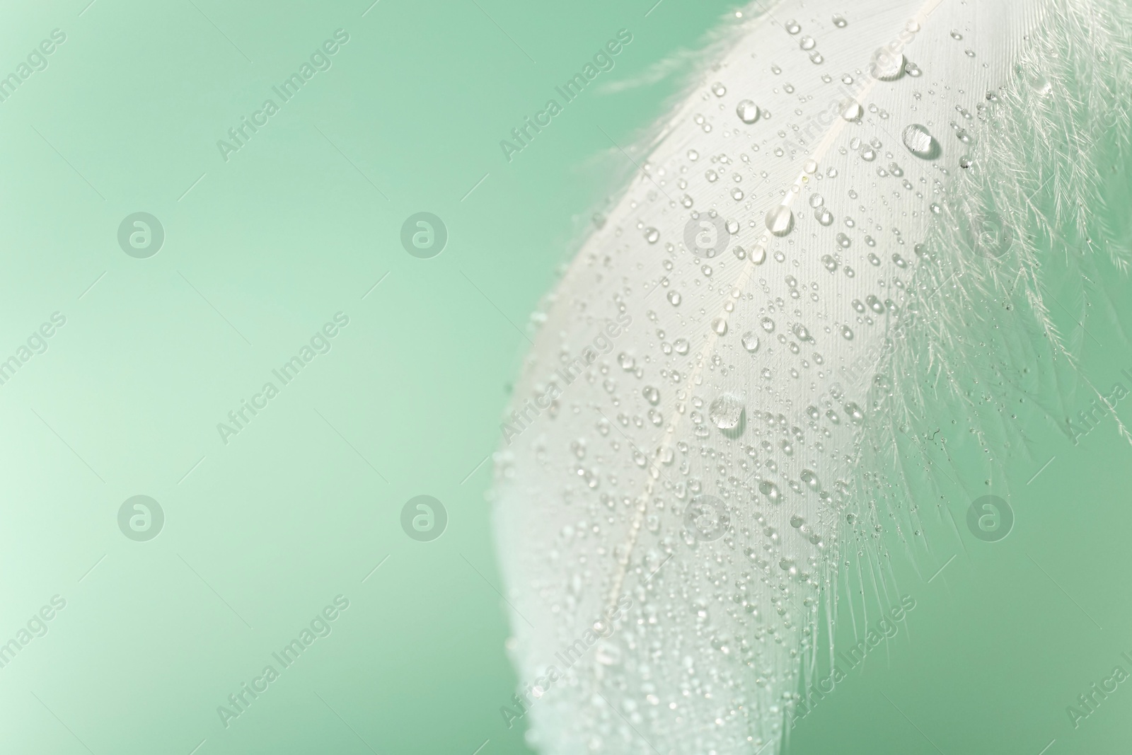 Photo of Fluffy white feather with water drops on light turquoise background, closeup. Space for text