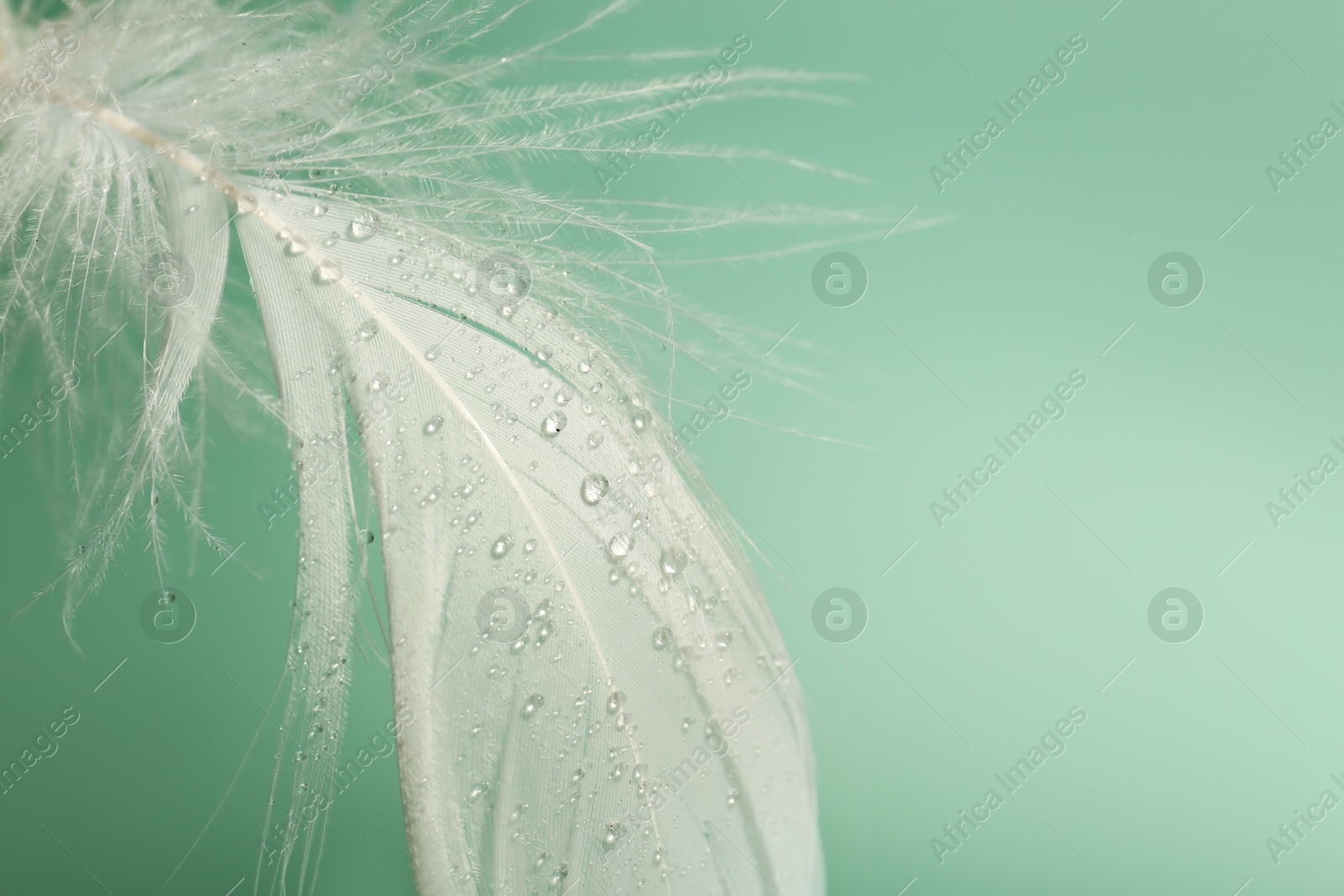 Photo of Fluffy white feather with water drops on light turquoise background, closeup. Space for text