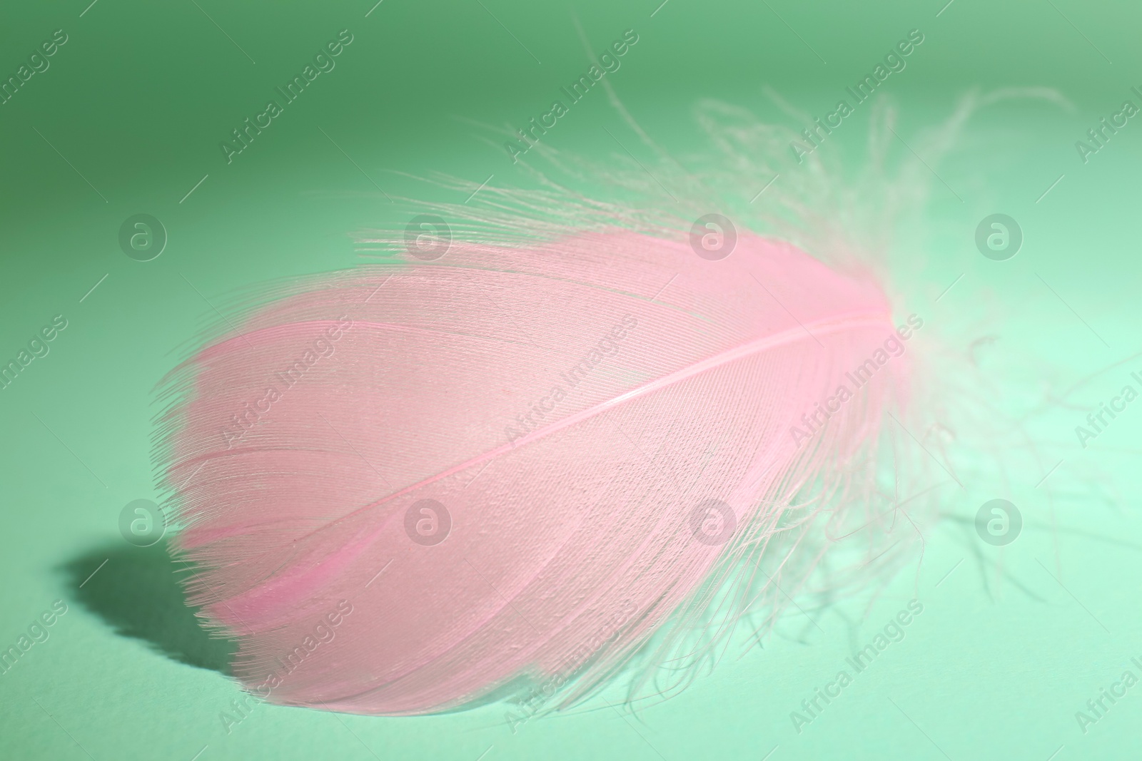 Photo of Fluffy pink feather on light turquoise background, closeup