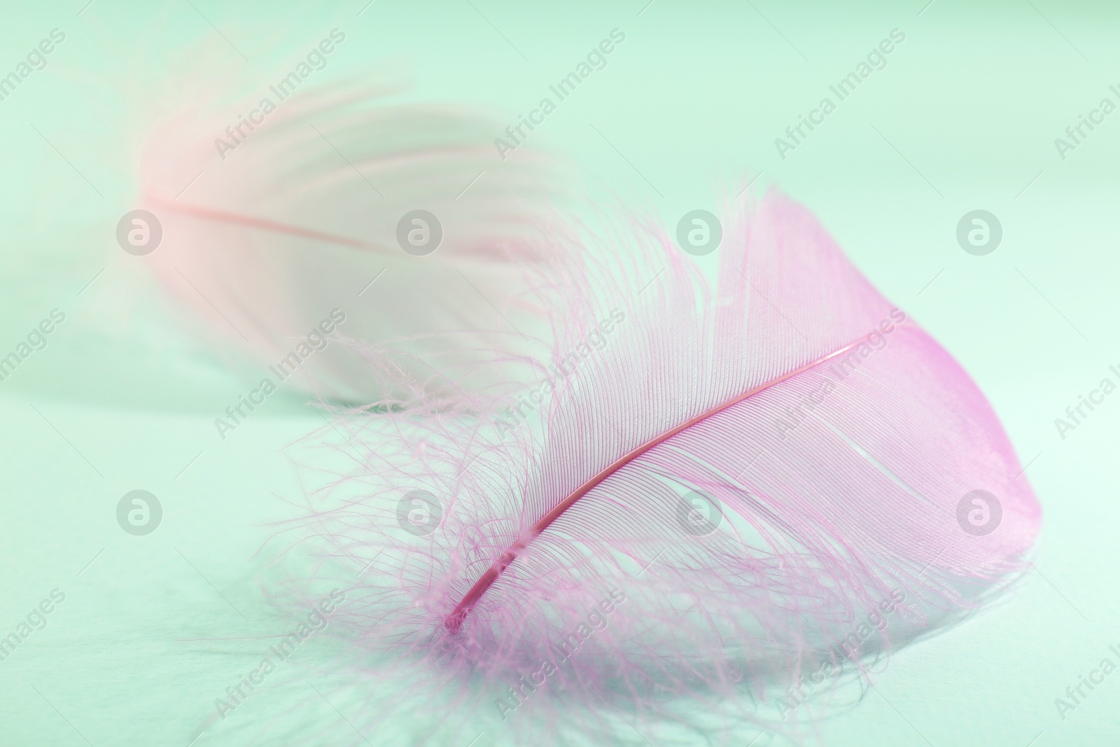 Photo of Fluffy pink feathers on light turquoise background, closeup