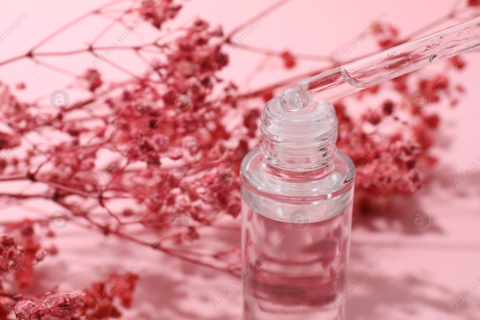 Photo of Dripping serum from pipette into bottle and gypsophila flowers on pink background, closeup