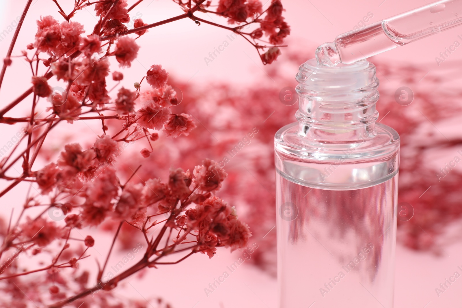 Photo of Dripping serum from pipette into bottle and gypsophila flowers on pink background, closeup