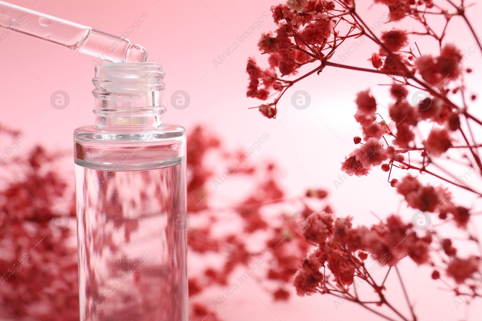 Photo of Dripping serum from pipette into bottle and gypsophila flowers on pink background, closeup