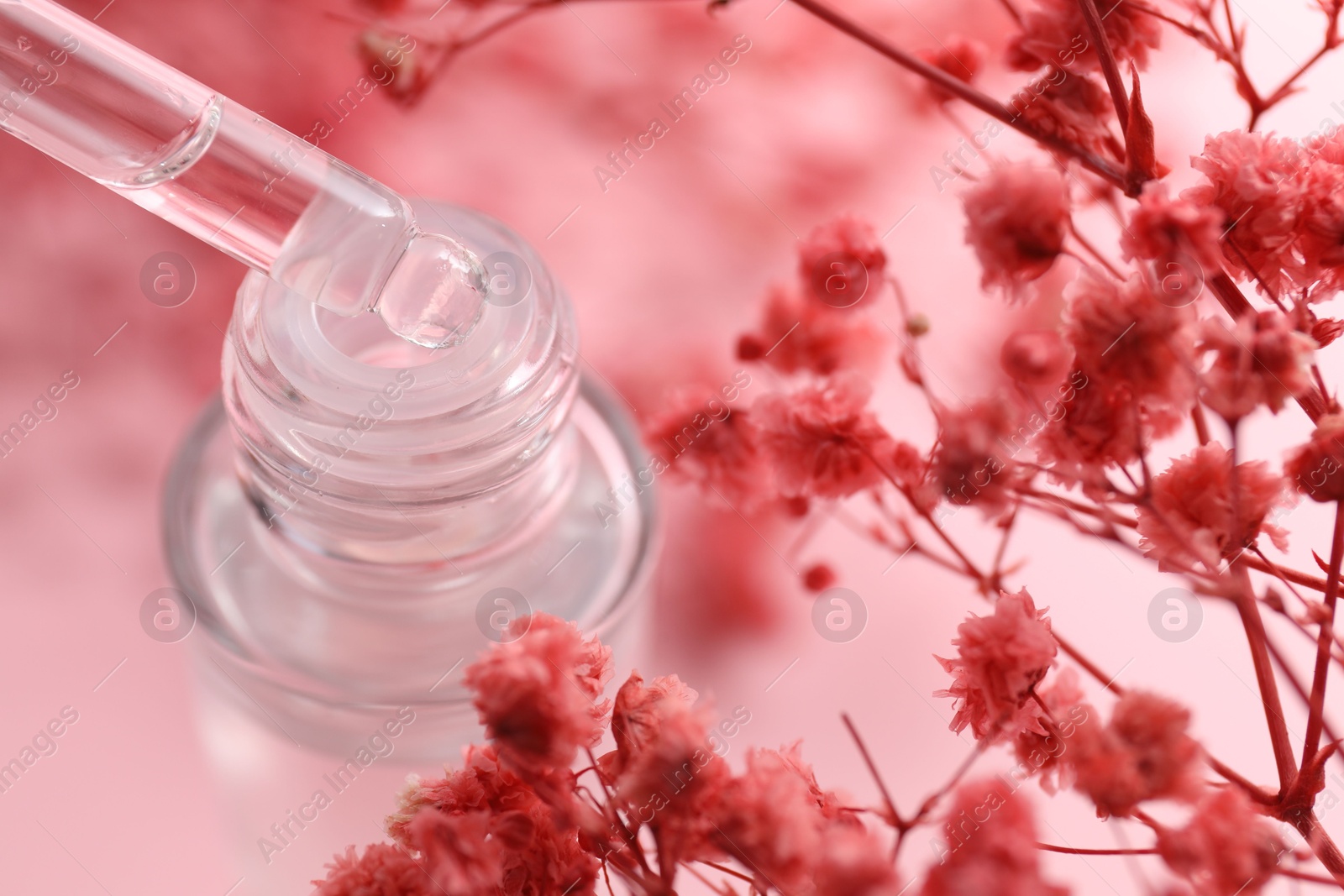 Photo of Dripping serum from pipette into bottle and gypsophila flowers on pink background, closeup