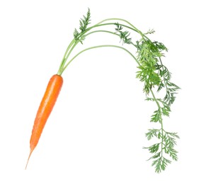 Photo of One fresh carrot isolated on white. Root vegetable