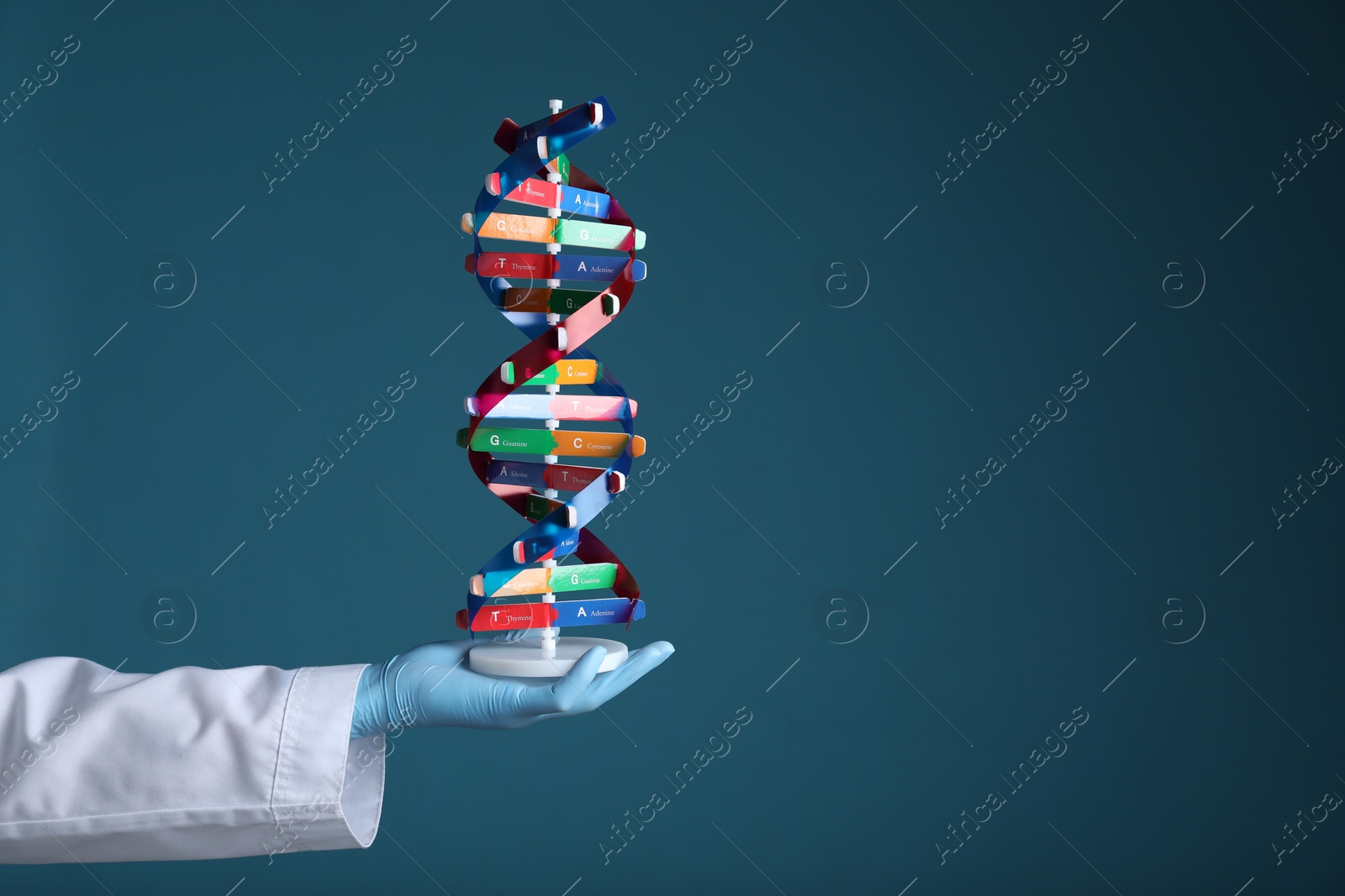 Photo of Scientist holding DNA structure model on dark blue background, closeup. Space for text