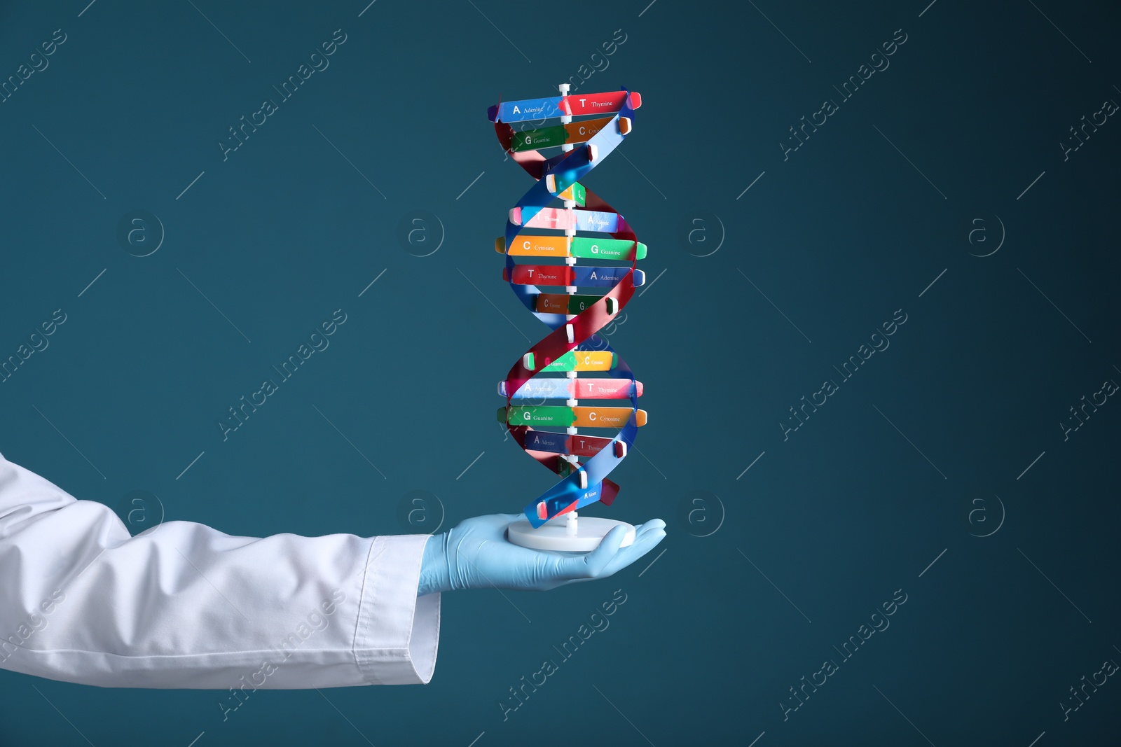 Photo of Scientist holding DNA structure model on dark blue background, closeup