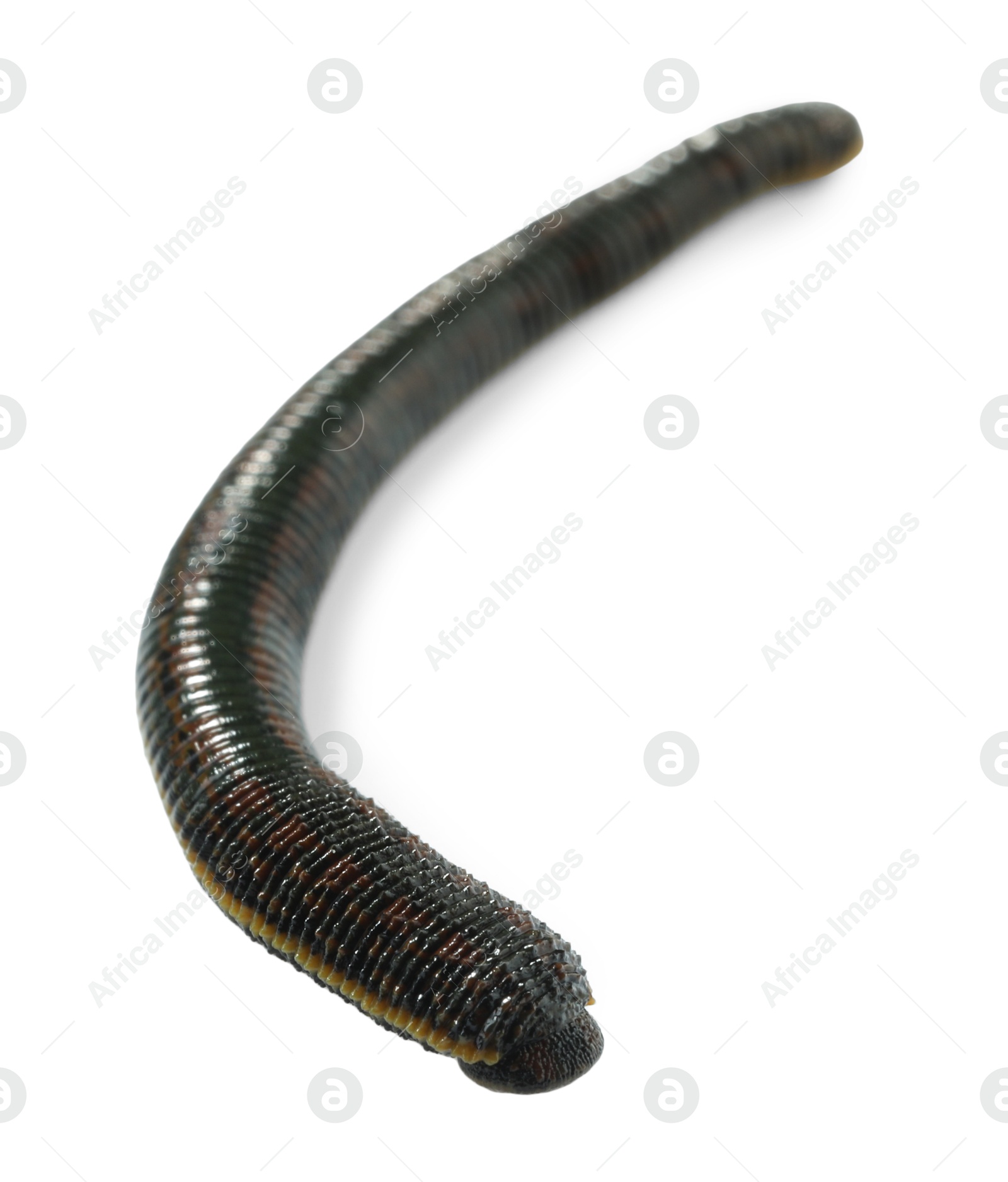 Photo of Alternative medicine. One leech isolated on white