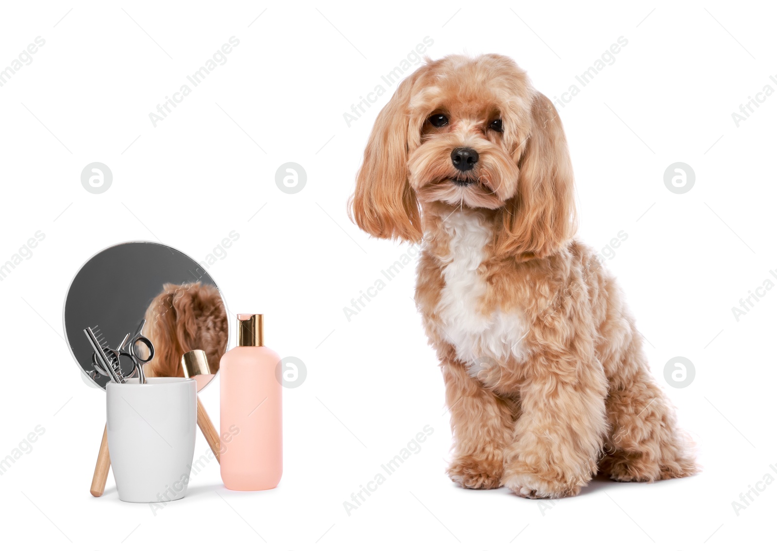 Photo of Cute dog and grooming tools on white background