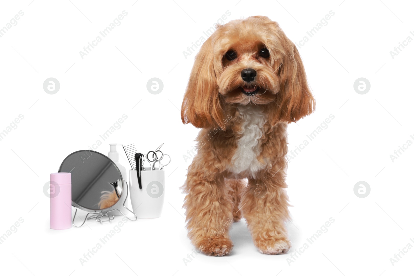 Photo of Cute dog and grooming tools on white background