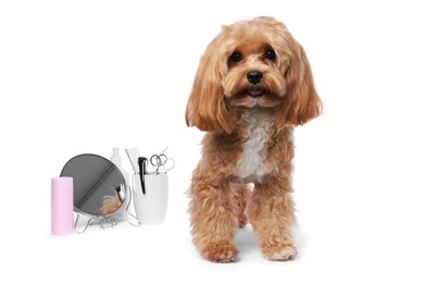 Photo of Cute dog and grooming tools on white background