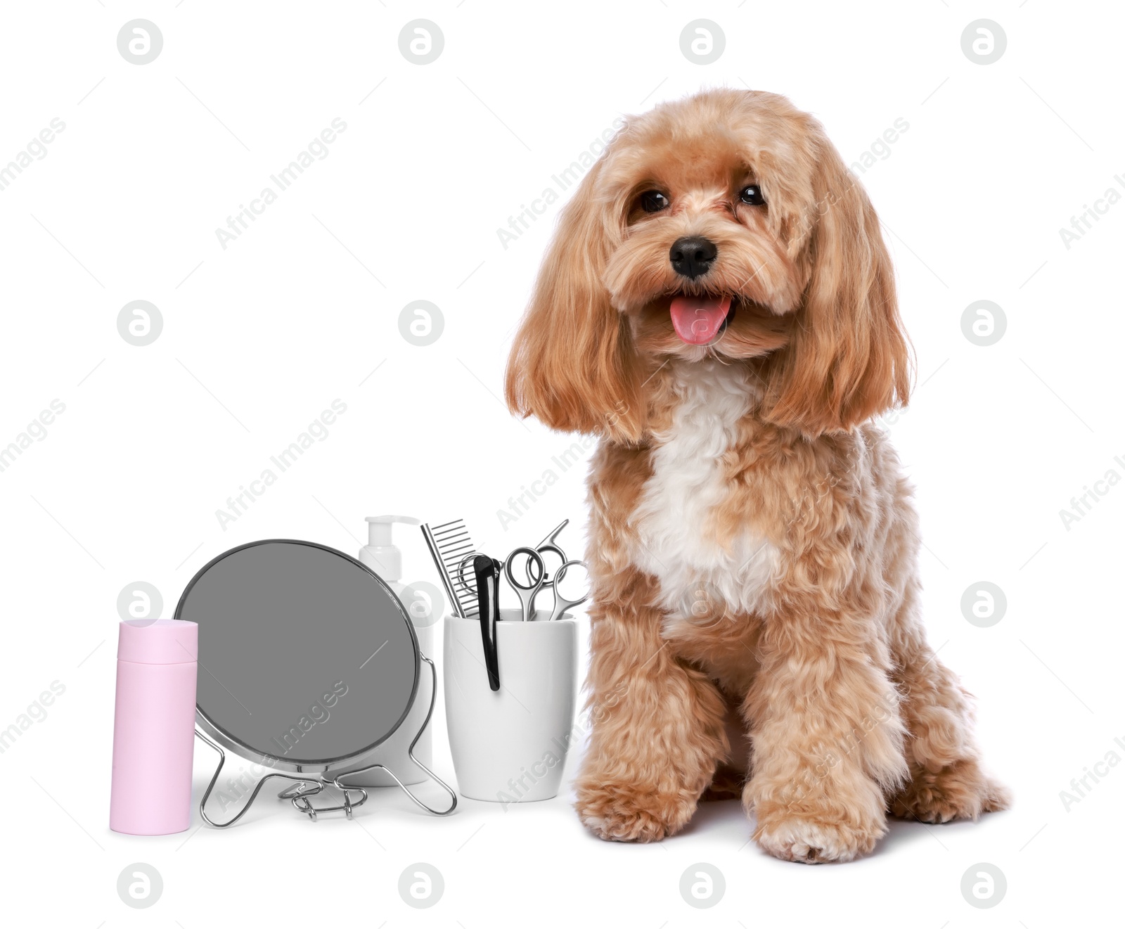 Photo of Cute dog and grooming tools on white background