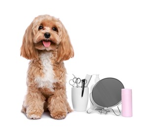 Photo of Cute dog and grooming tools on white background