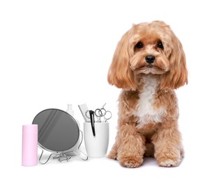 Photo of Cute dog and grooming tools on white background