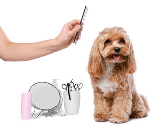 Photo of Woman with comb and cute dog on white background, closeup. Pet grooming