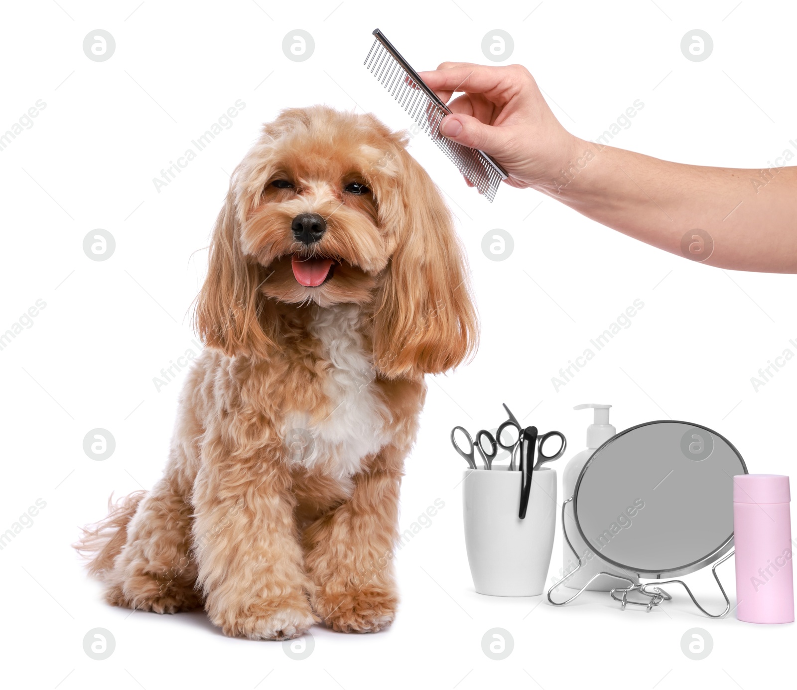 Photo of Woman with comb and cute dog on white background, closeup. Pet grooming