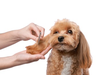 Photo of Woman brushing cute dog with comb on white background, closeup. Pet grooming