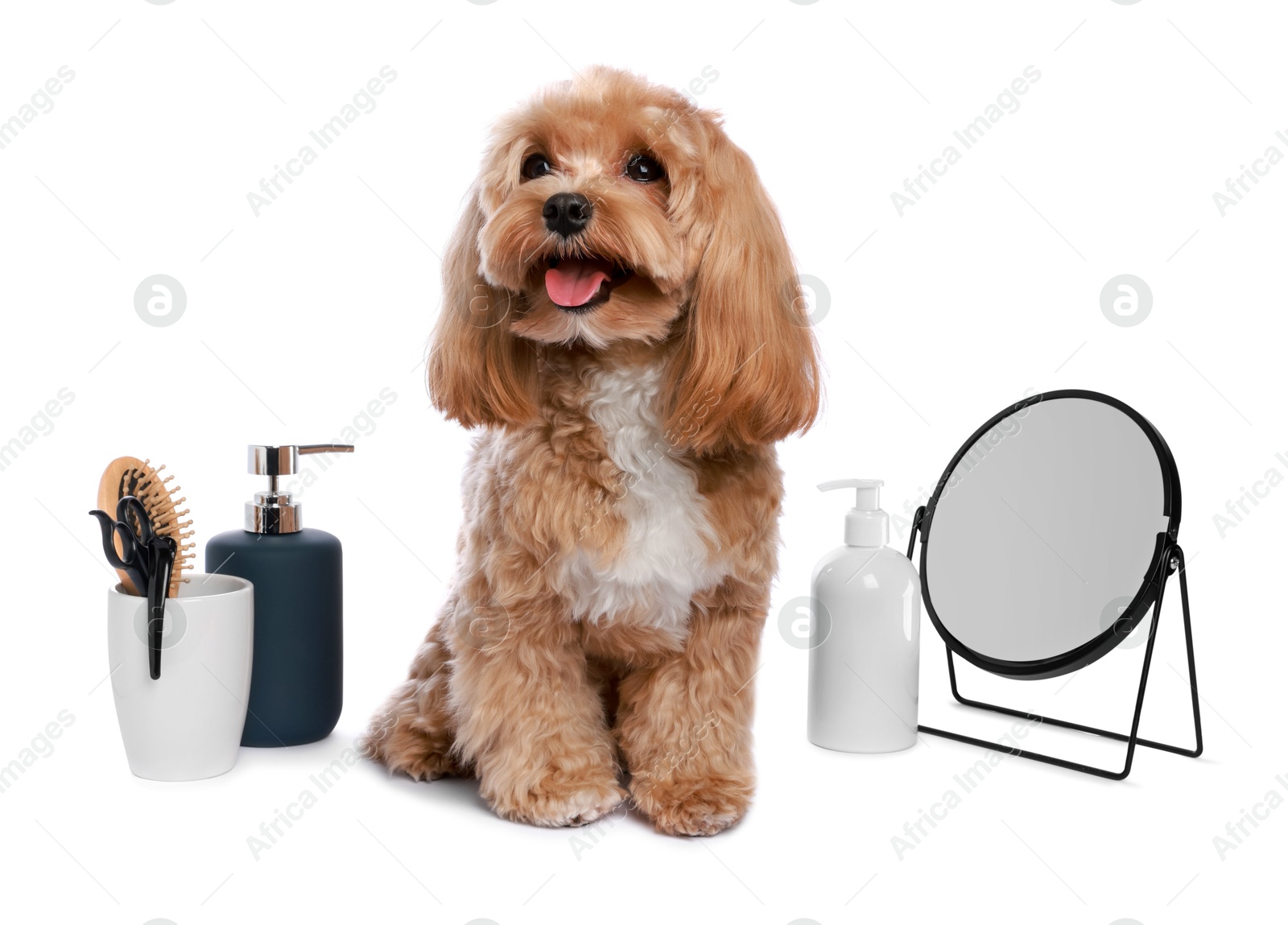 Photo of Cute dog and grooming tools on white background