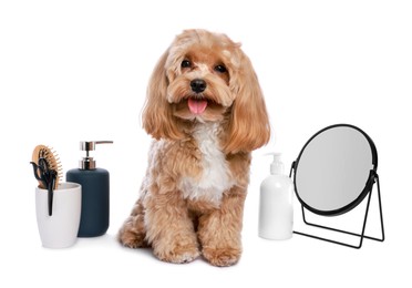 Photo of Cute dog and grooming tools on white background