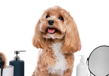 Photo of Cute dog and grooming tools on white background