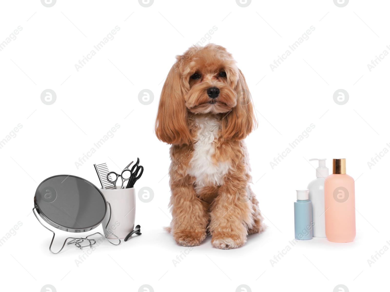 Photo of Cute dog and grooming tools on white background