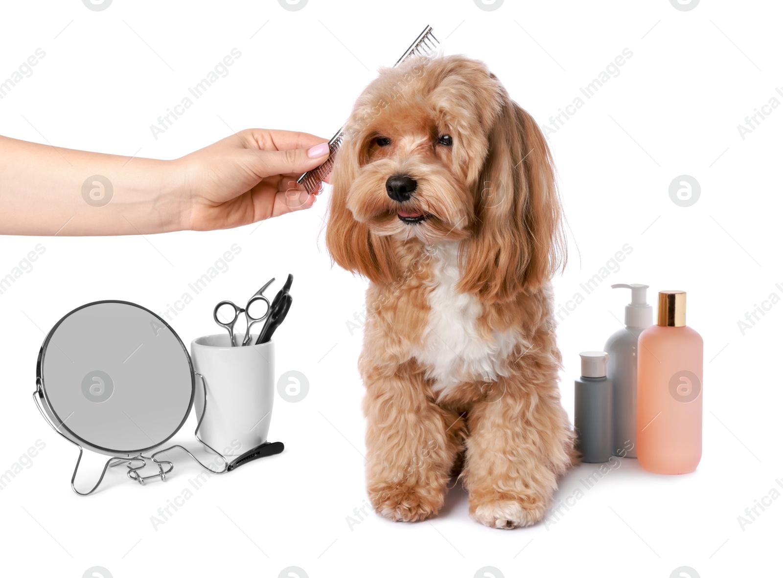 Photo of Woman brushing cute dog with comb on white background, closeup. Pet grooming