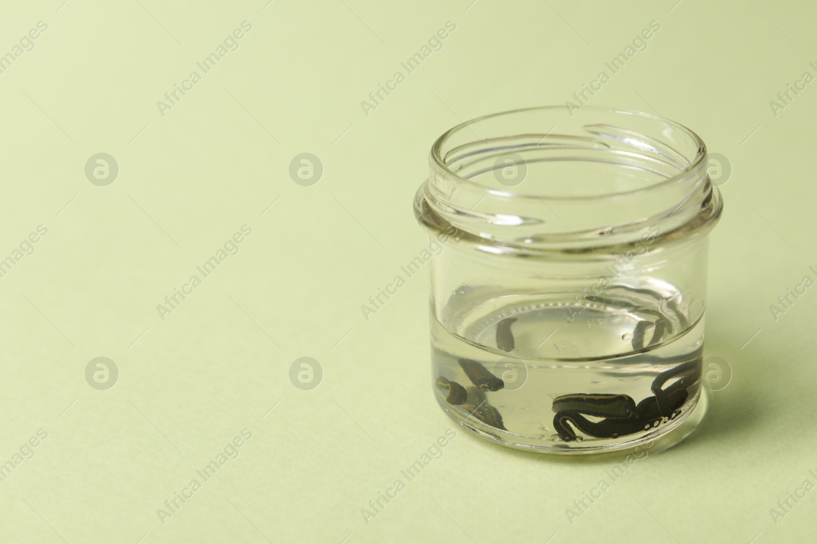 Photo of Medicinal leeches in glass jar on light green background, space for text