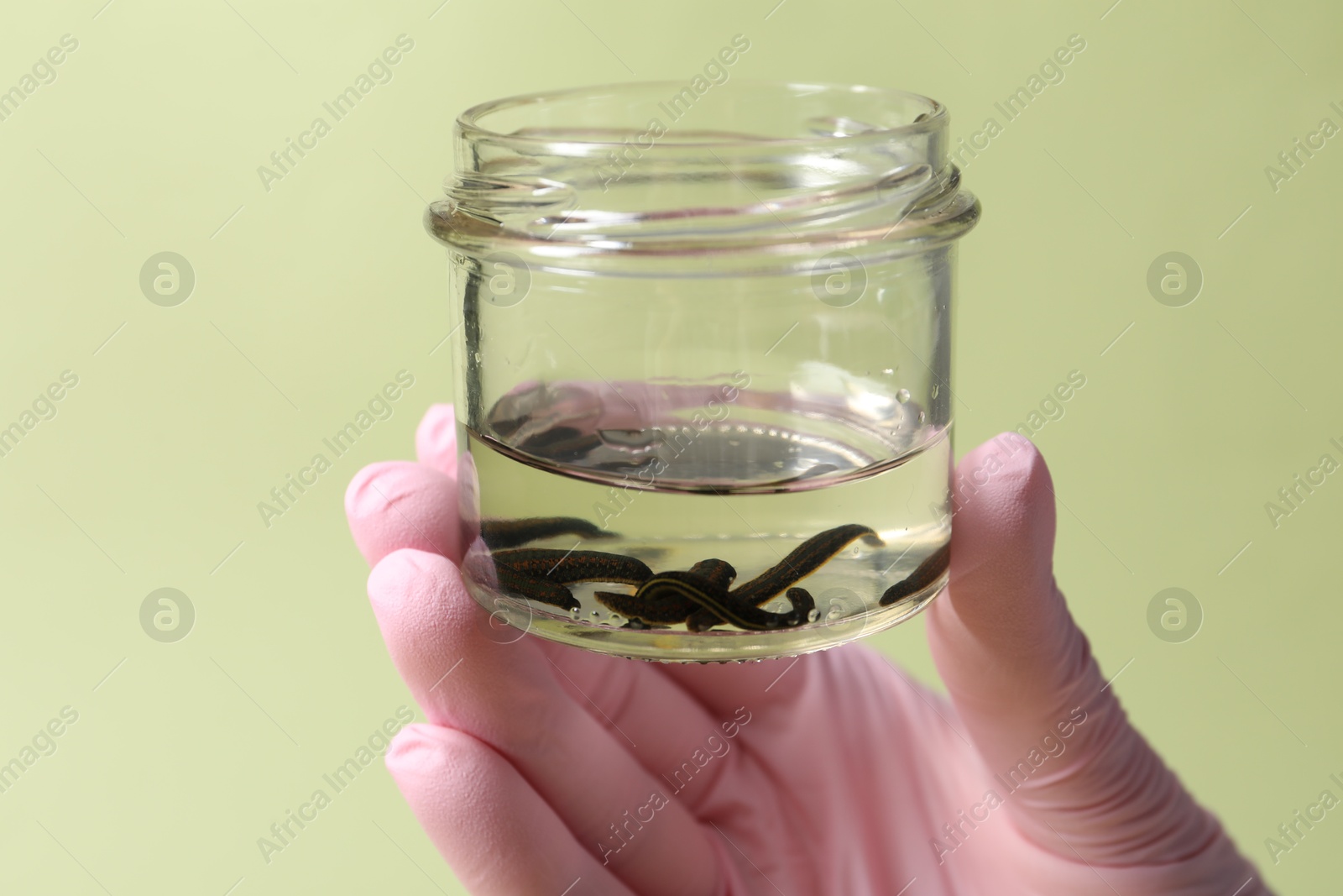 Photo of Woman holding glass jar with medicinal leeches on light green background, closeup