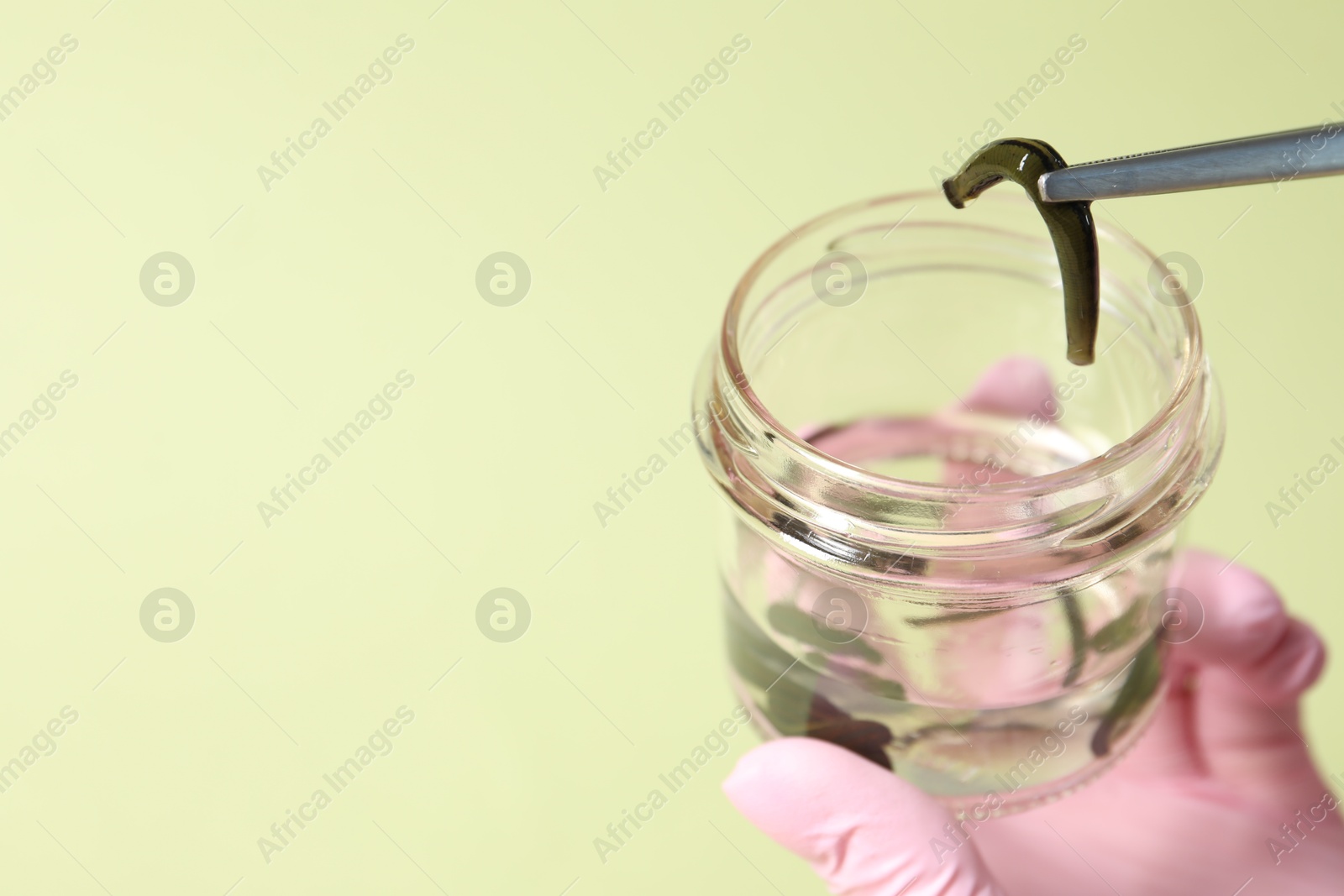 Photo of Woman taking medicinal leech from jar with tweezers on light green background, closeup. Space for text